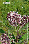 Common Milkweed (Asclepias syriaca)